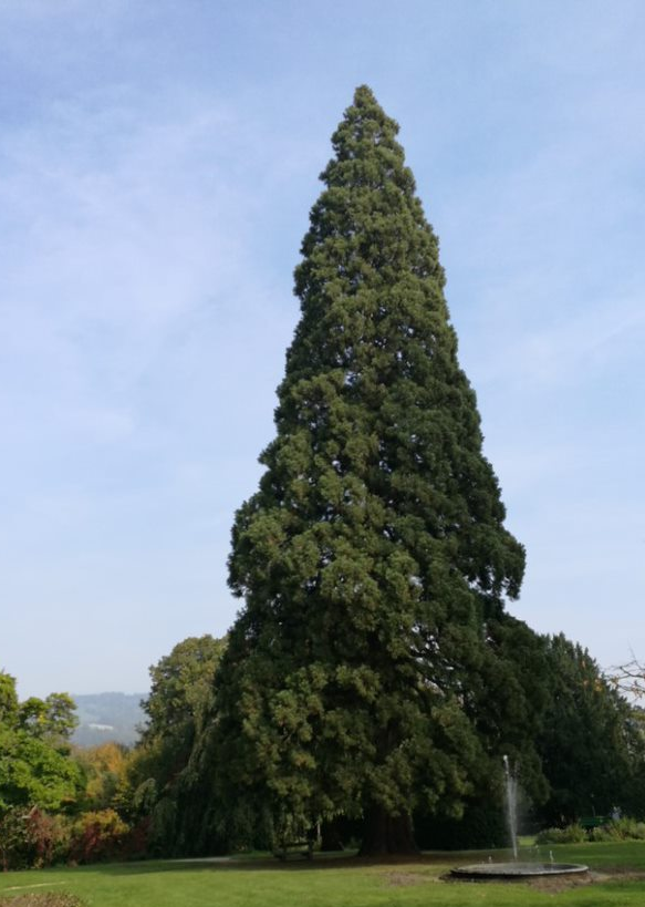 Bild Baumlehrpfad